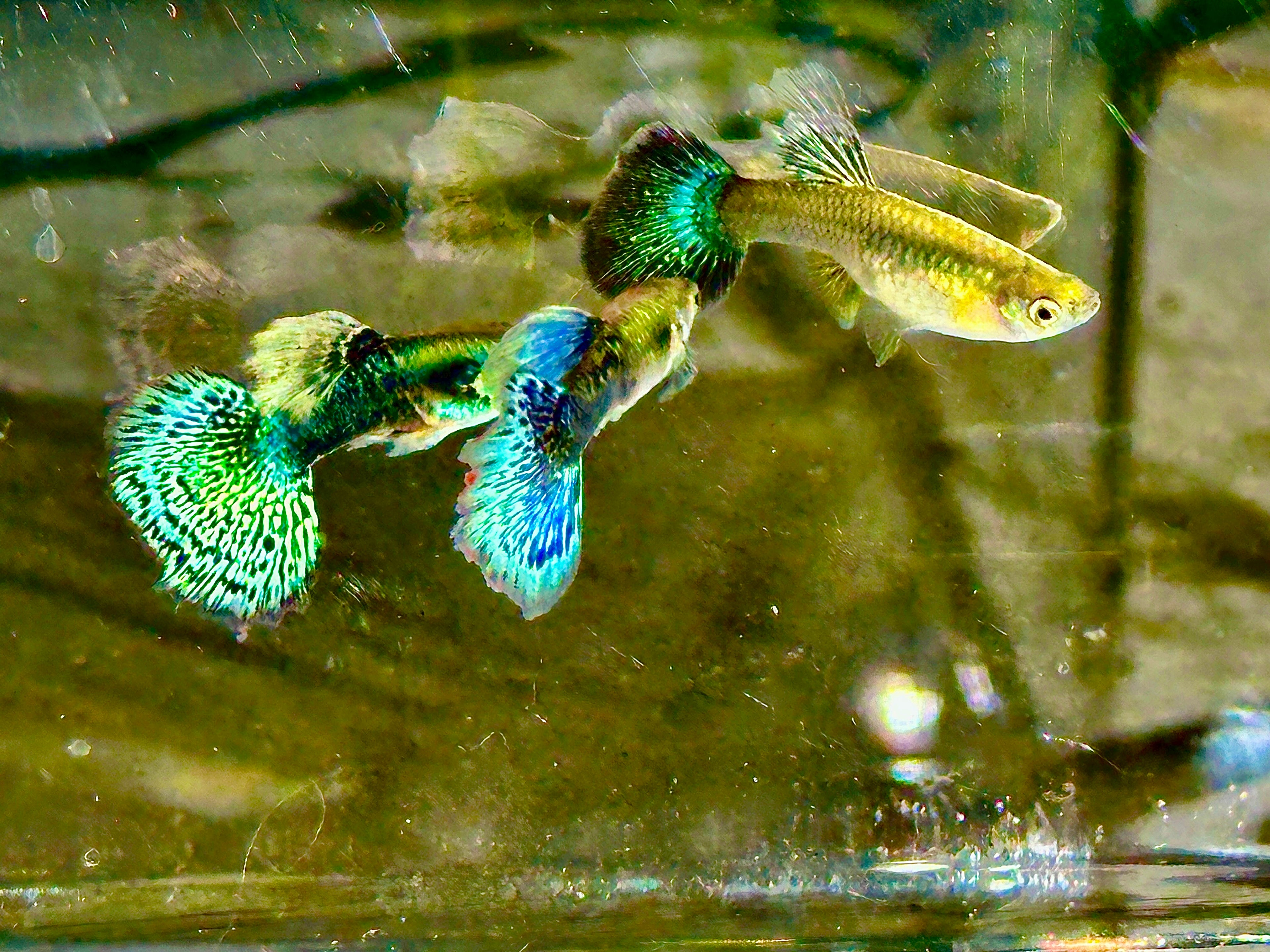 Deluxe Green Dragon Guppies