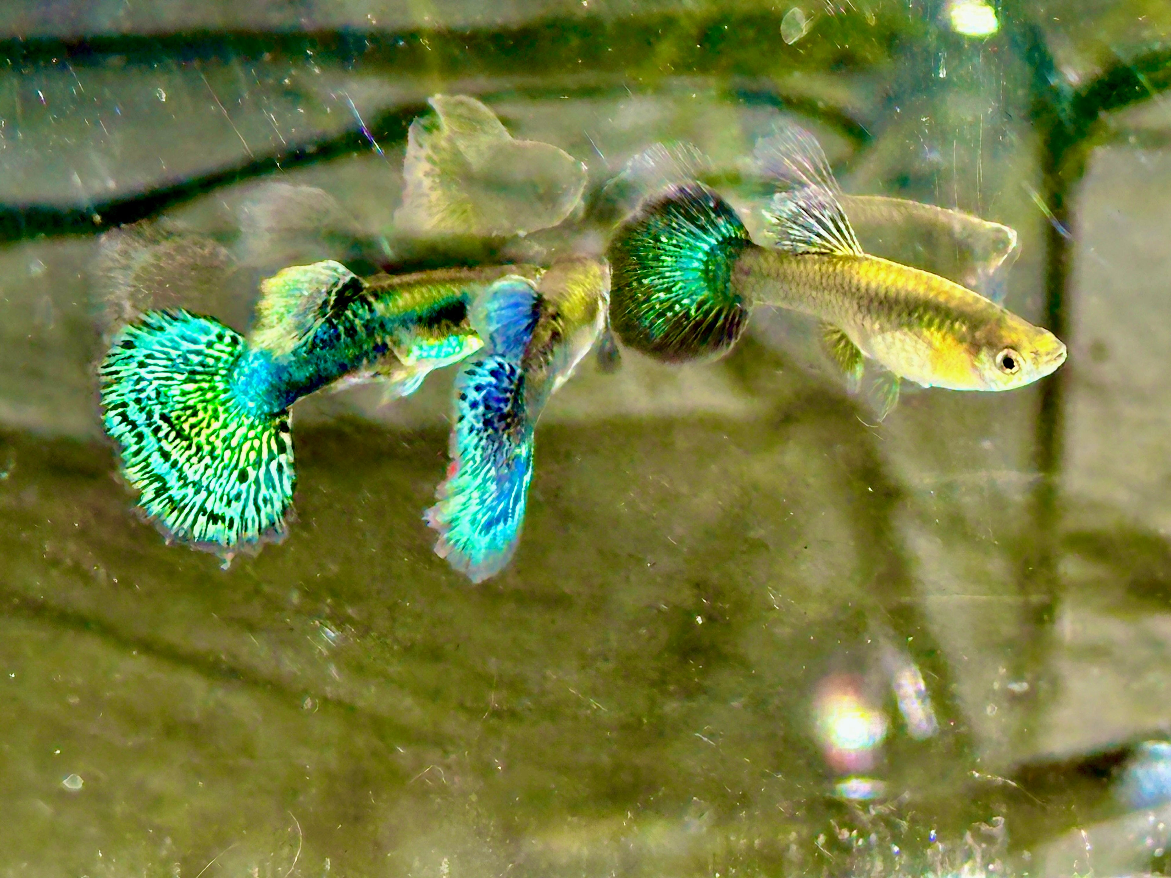 Deluxe Green Dragon Guppies