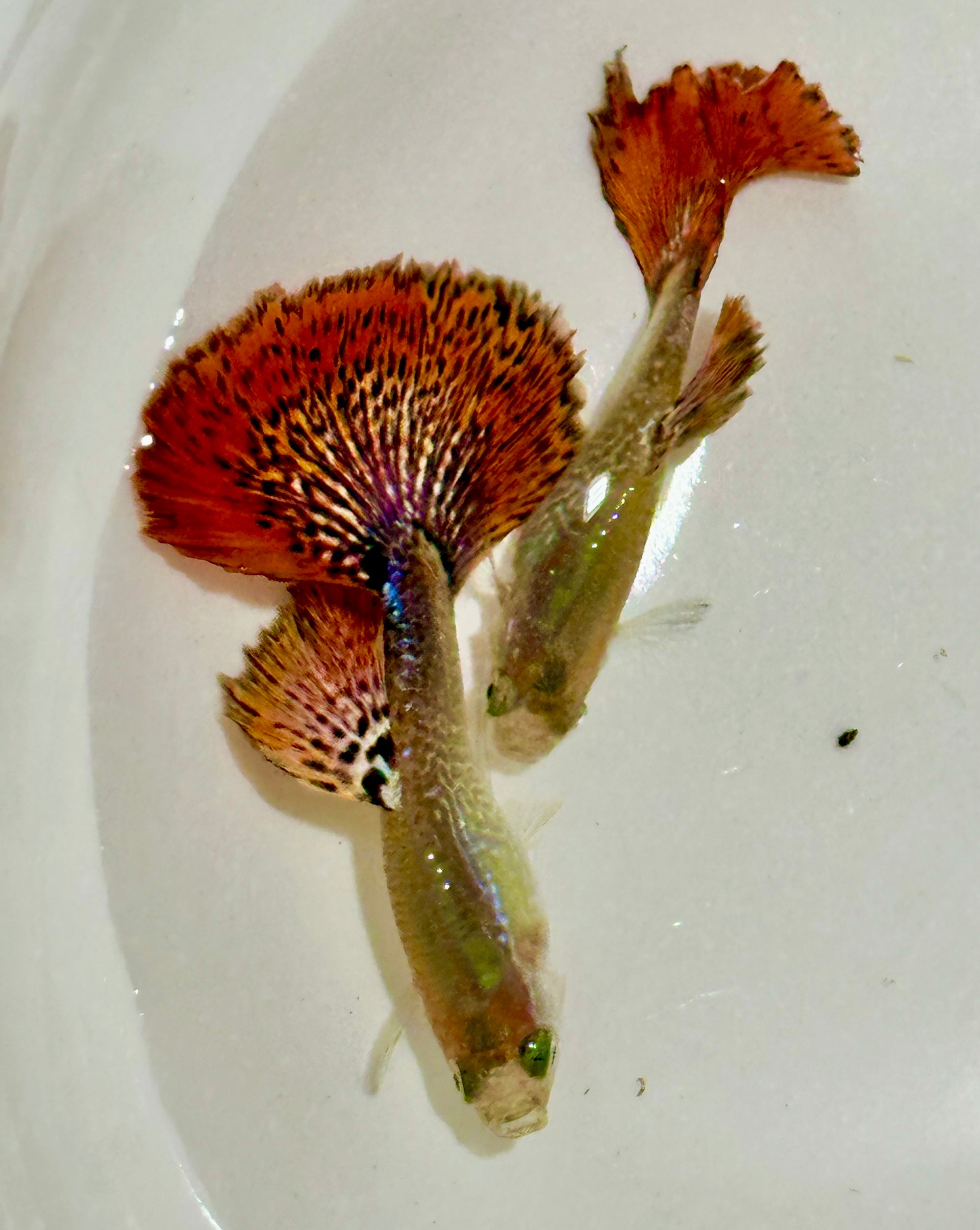 Premium Snakeskin Red Mosaic Guppies