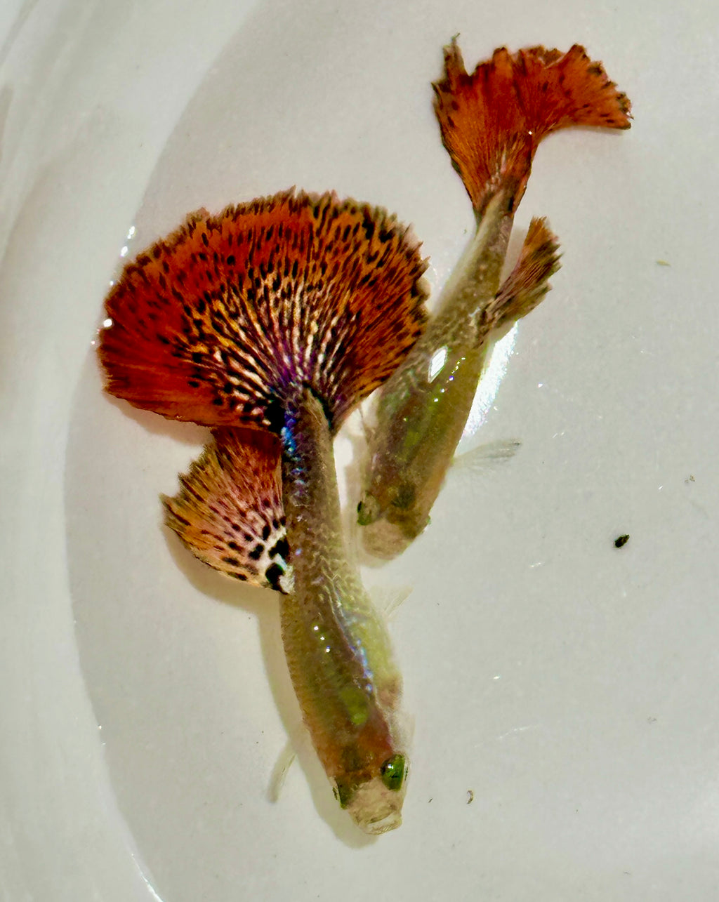 Premium Snakeskin Red Dragon Guppies