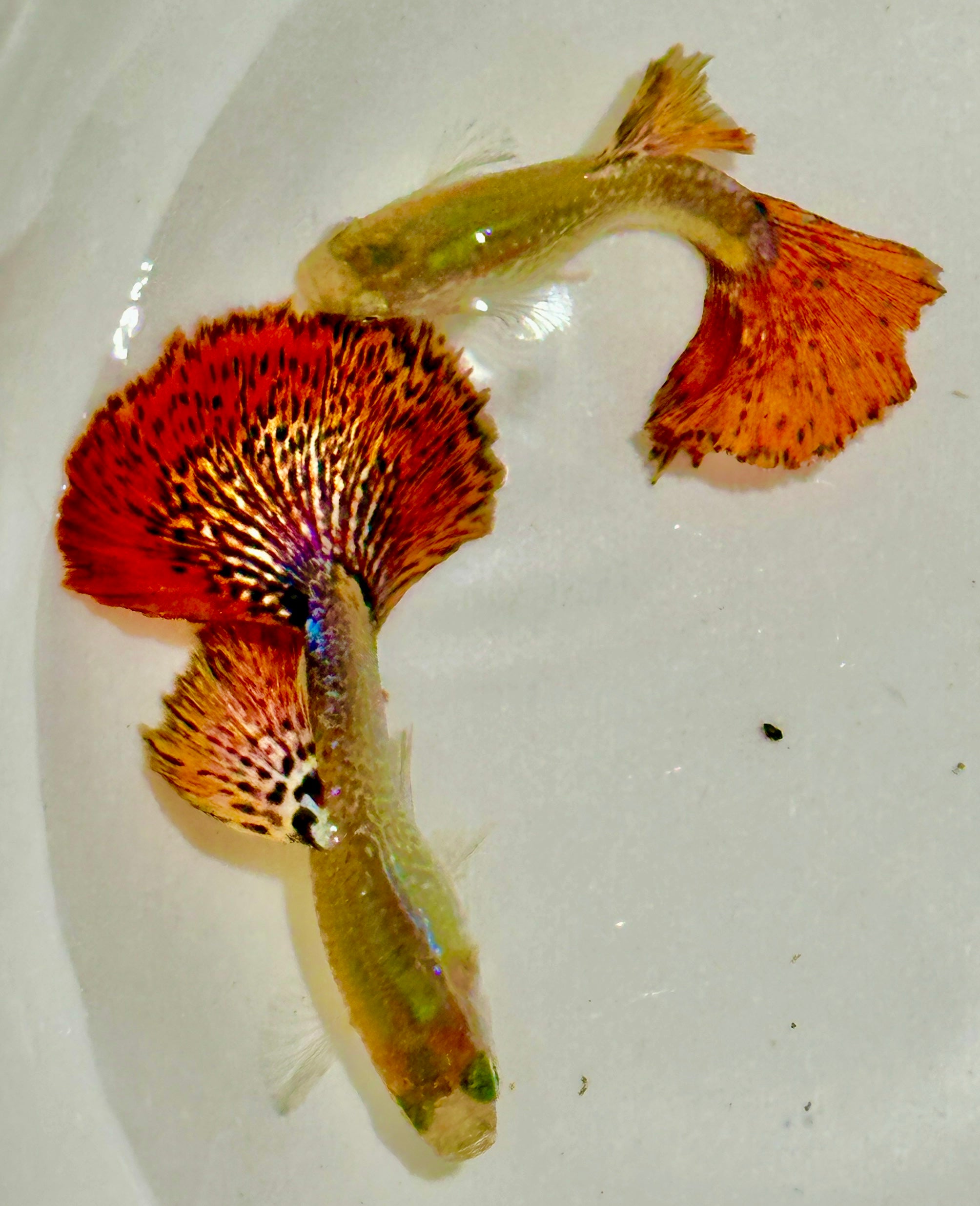 Premium Snakeskin Red Dragon Guppies