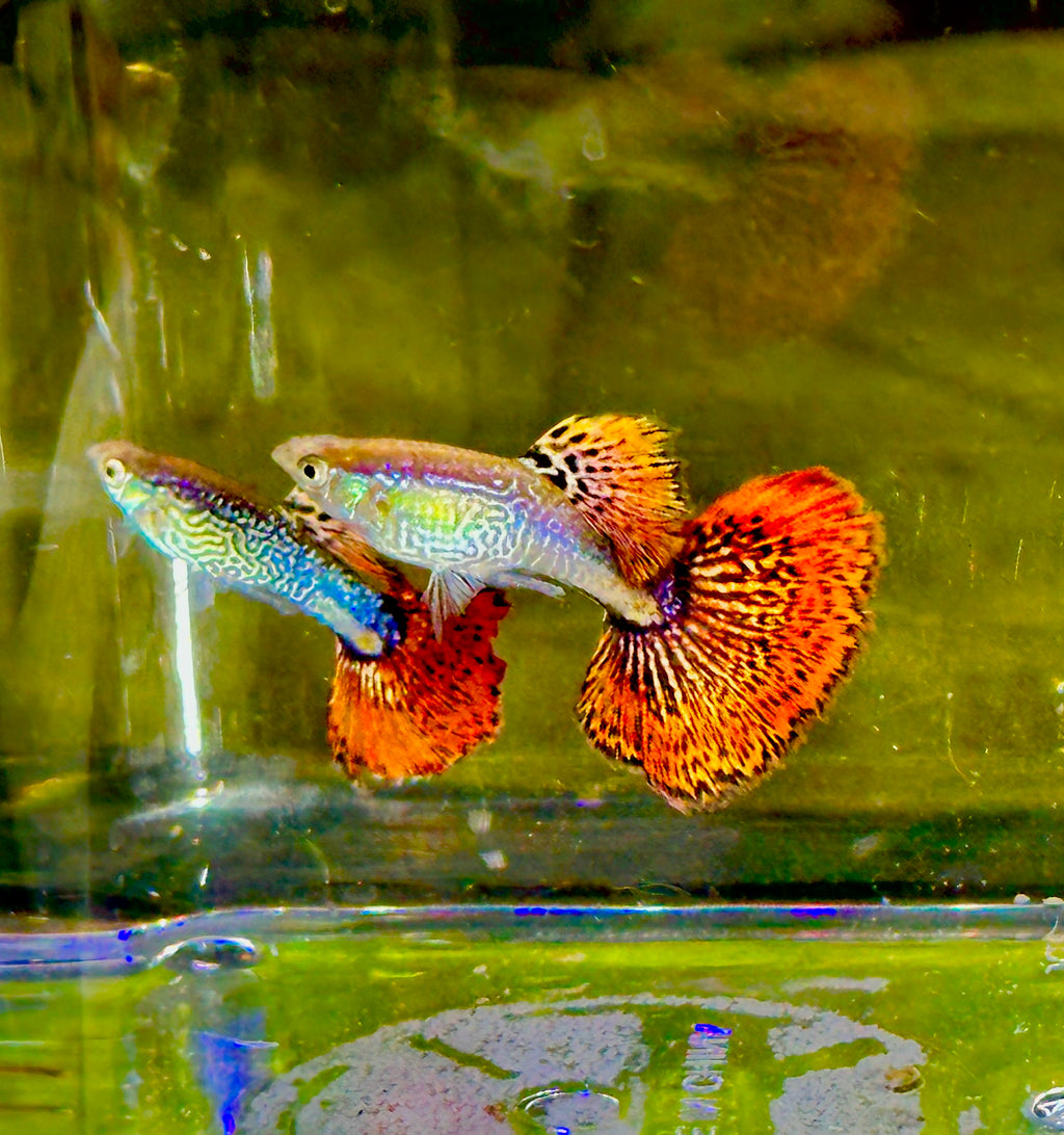 Premium Snakeskin Red Mosaic Guppies