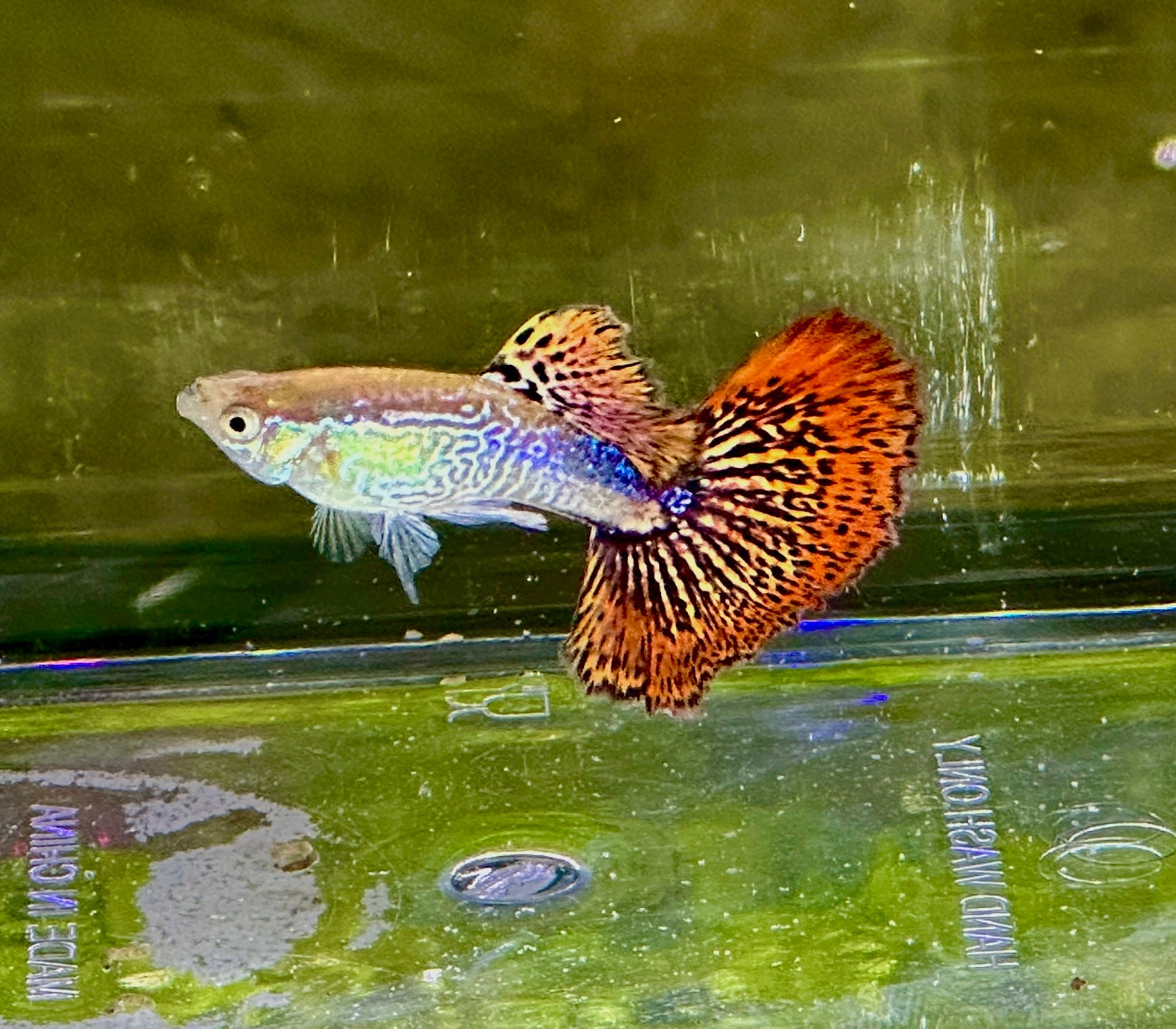 Premium Snakeskin Red Mosaic Guppies