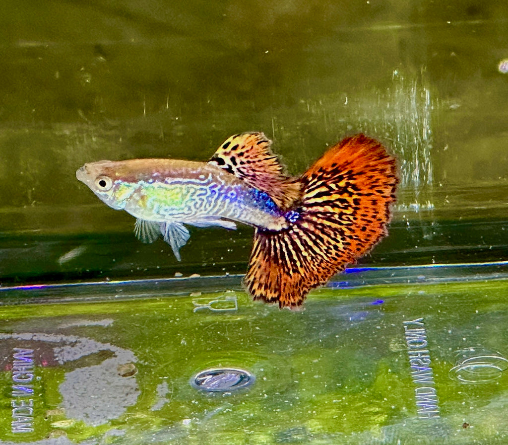 Premium Snakeskin Red Dragon Guppies