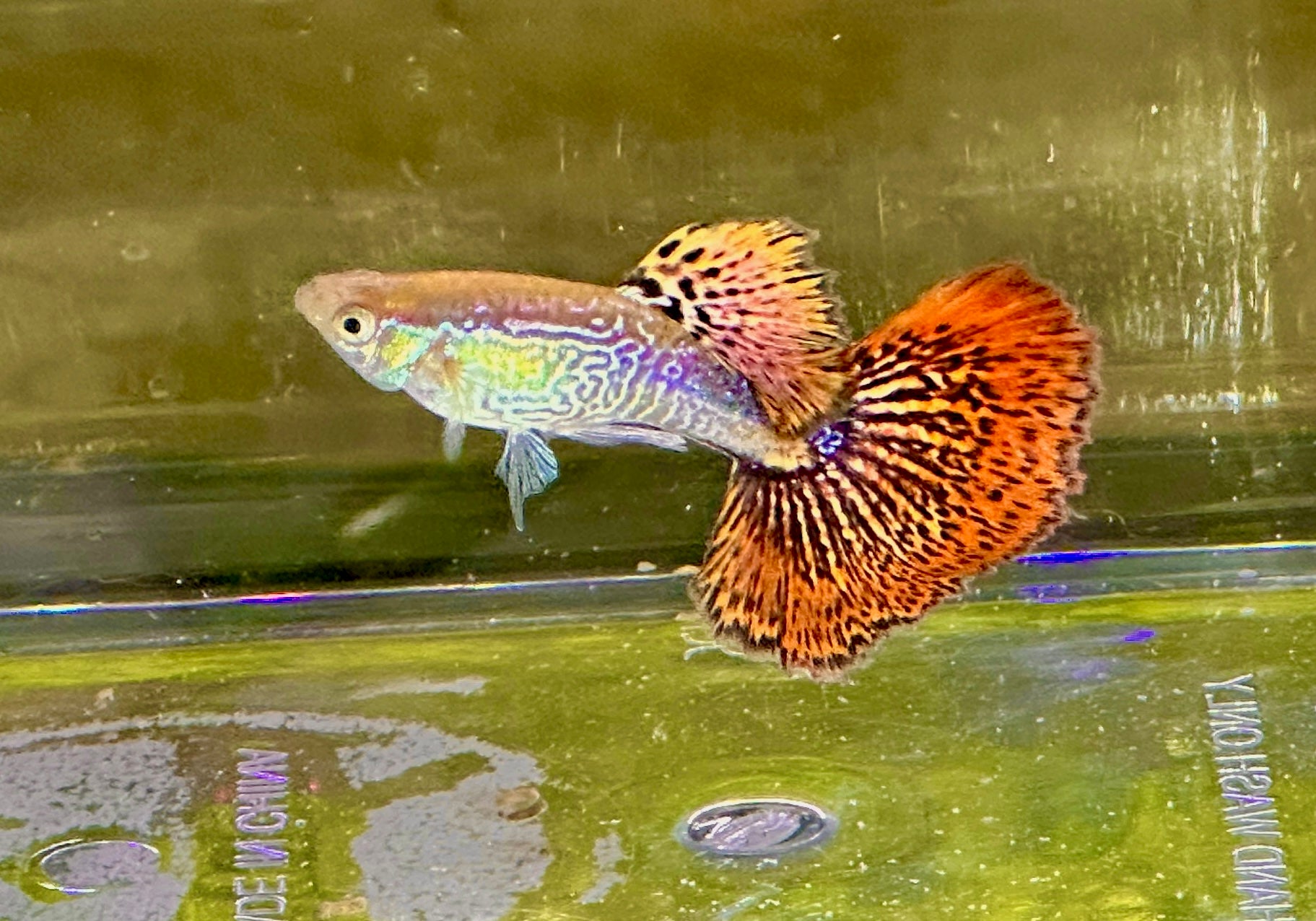 Premium Snakeskin Red Dragon Guppies