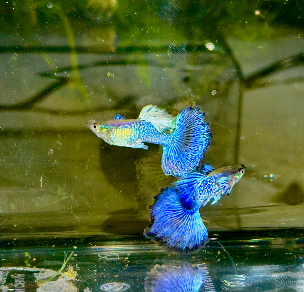 Premium Blue Dragon Guppies