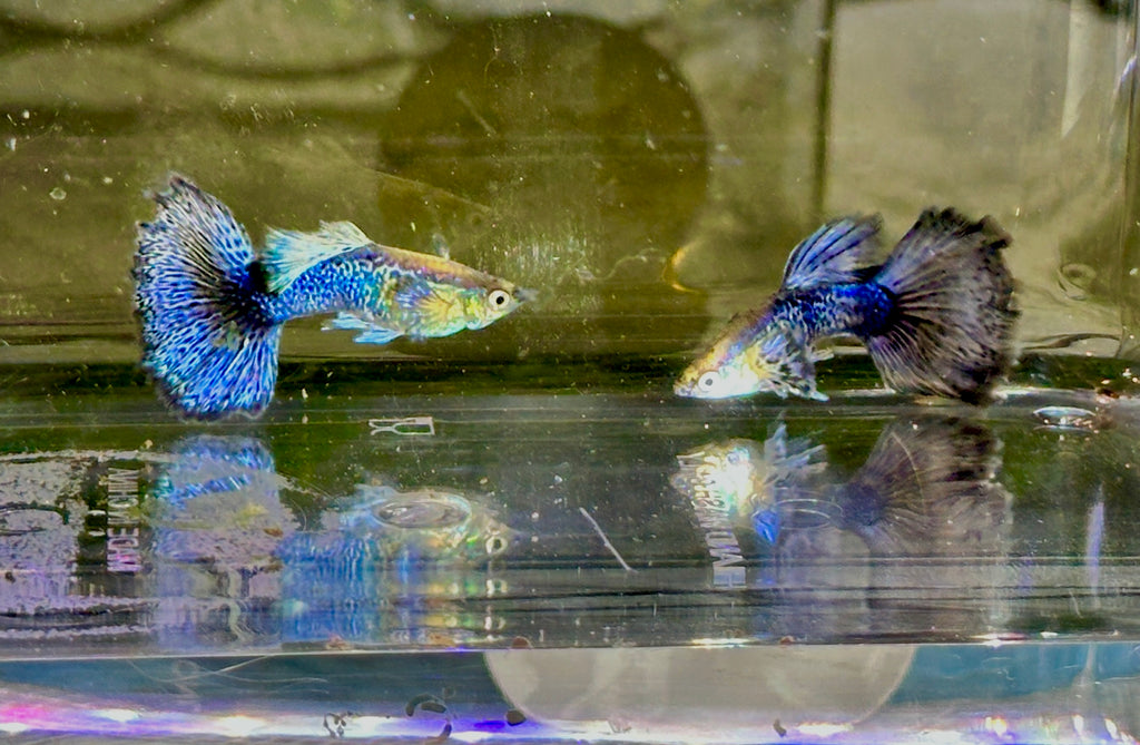 Premium Blue Dragon Guppies