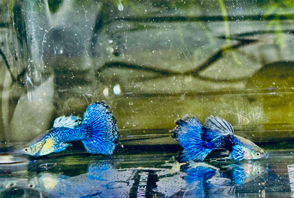 Premium Blue Dragon Guppies