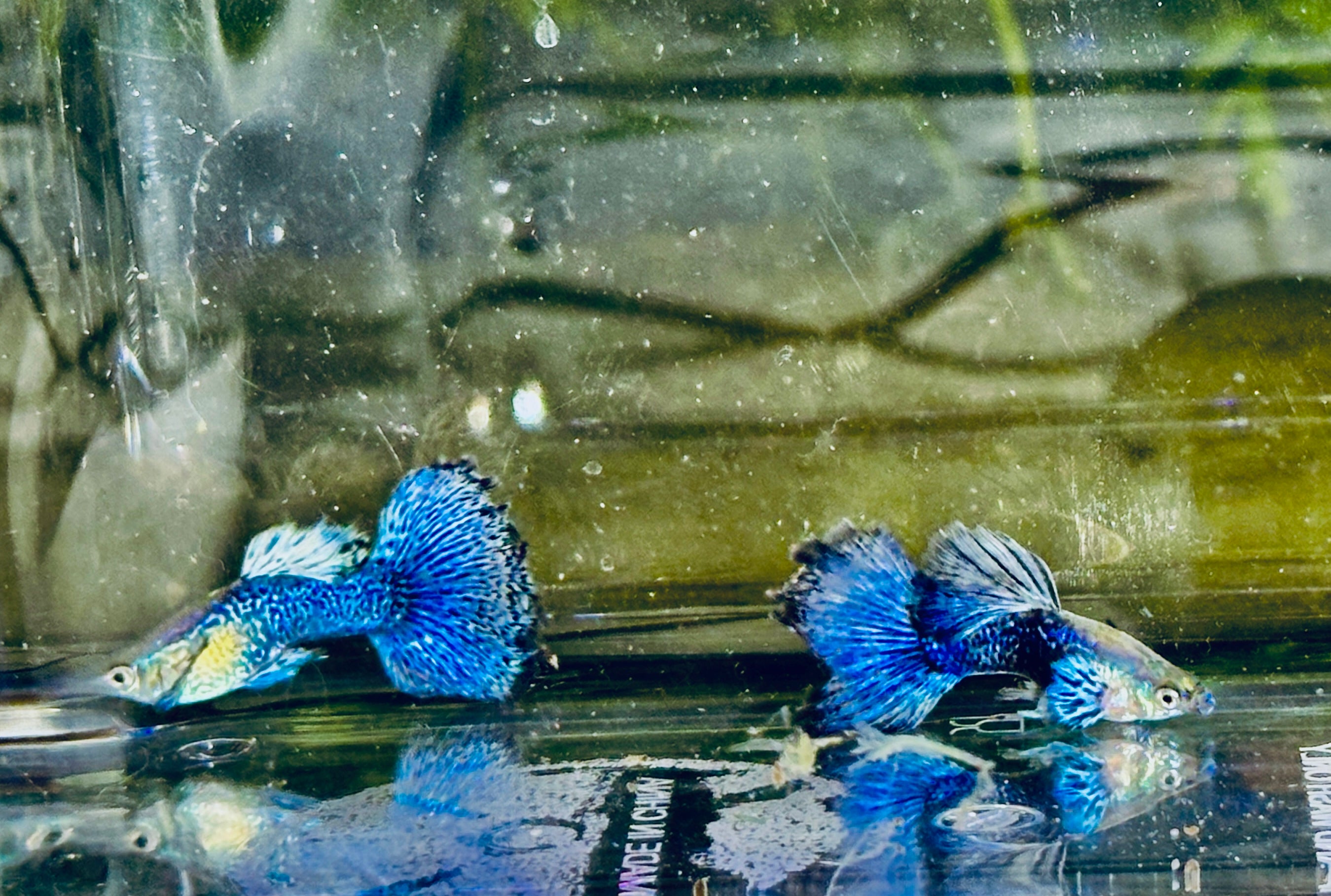 Premium Blue Dragon Guppies