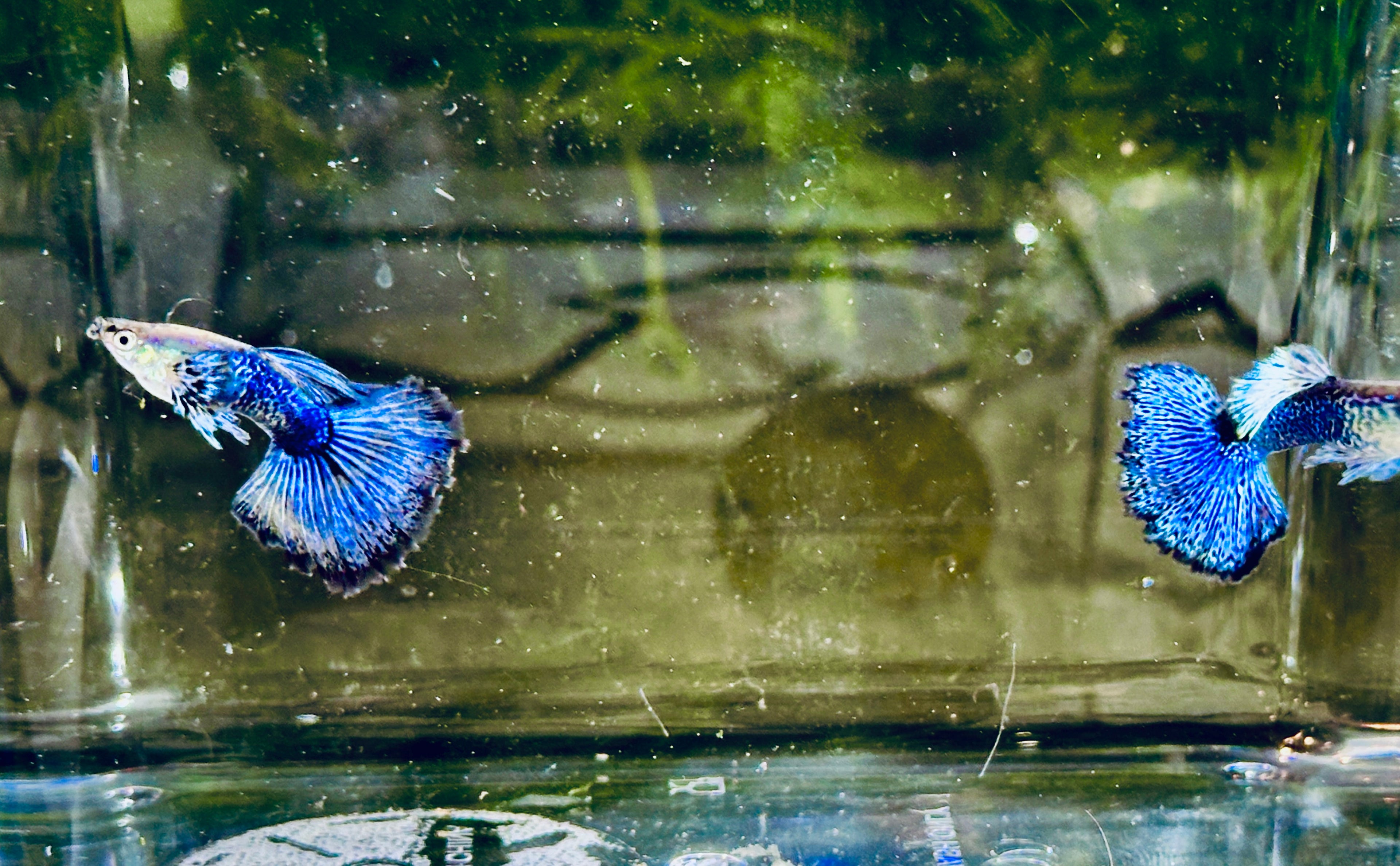 Premium Blue Dragon Guppies