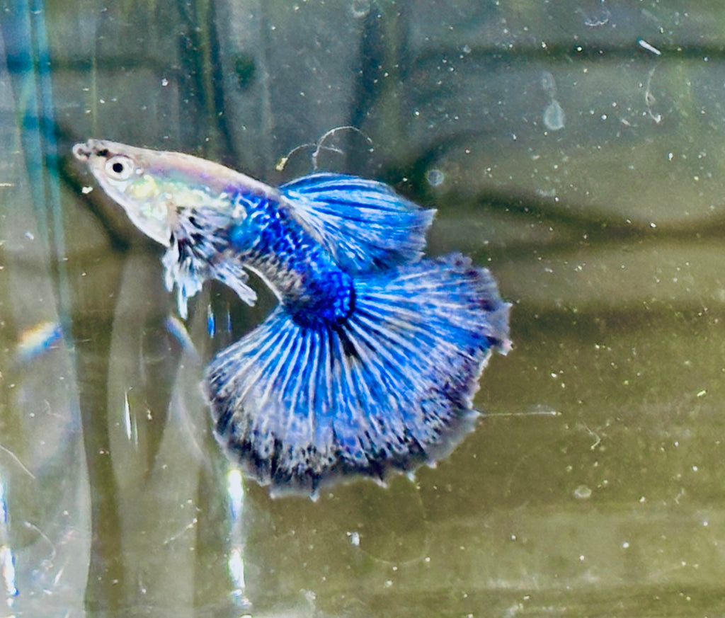 Premium Blue Dragon Guppies