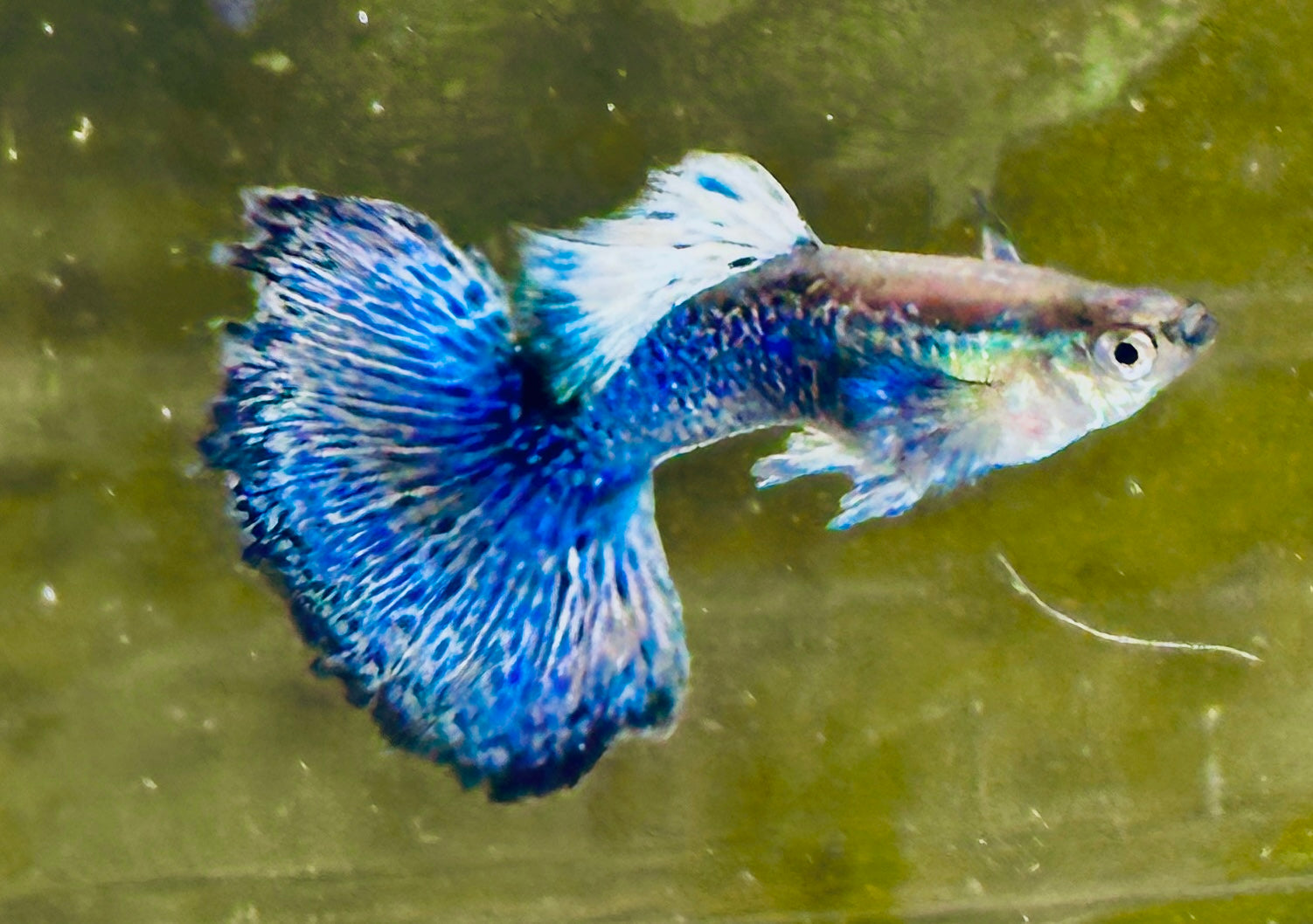 Premium Blue Dragon Guppies