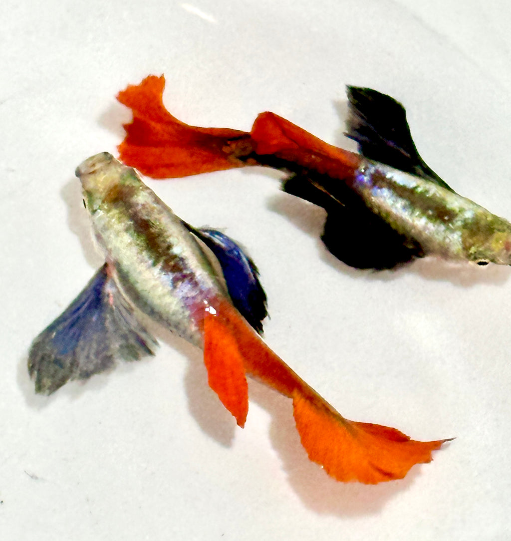 Premium Double Ear Red Tail Guppies