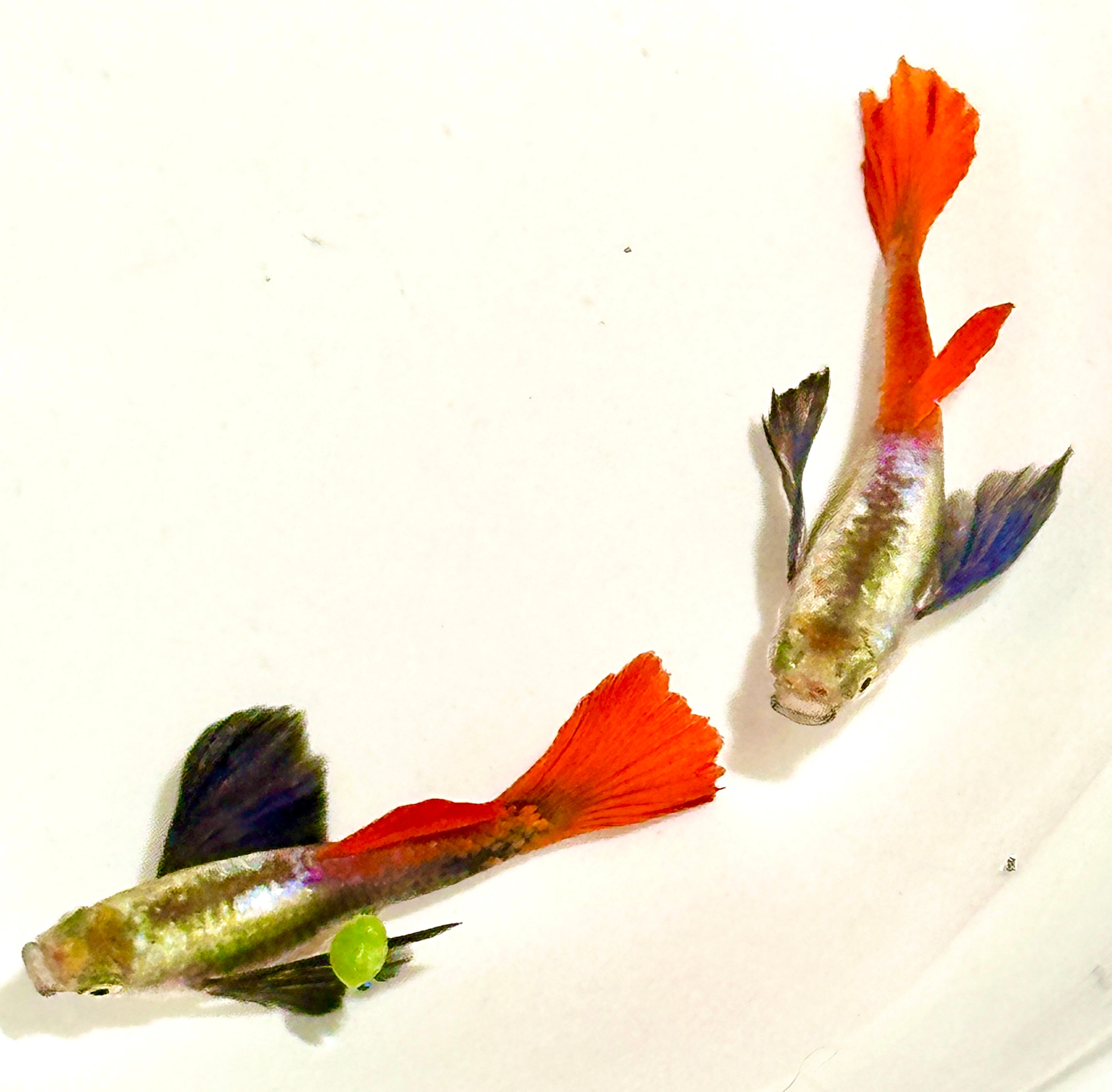 Premium Double Ear Red Tail Guppies