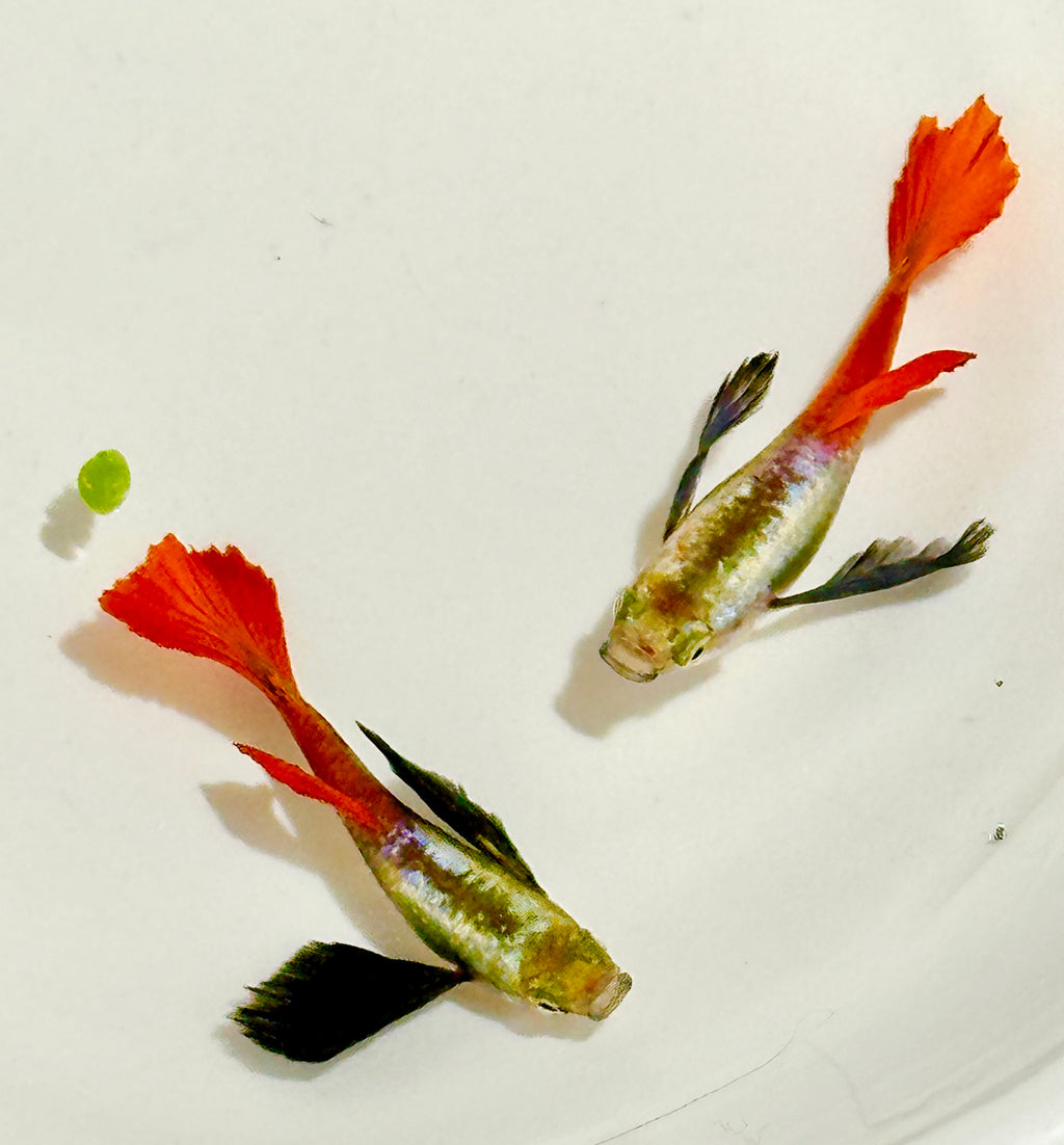 Premium Double Ear Red Tail Guppies