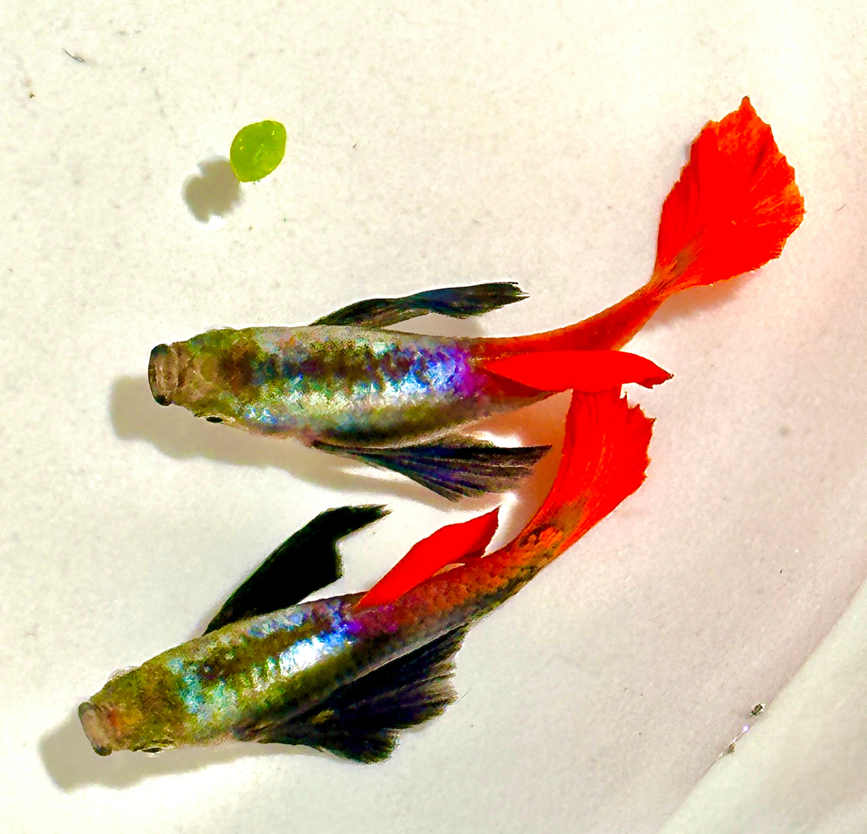 Premium Double Ear Red Tail Guppies