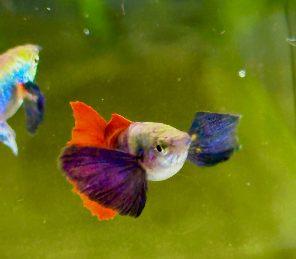 Premium Double Ear Red Tail Guppies