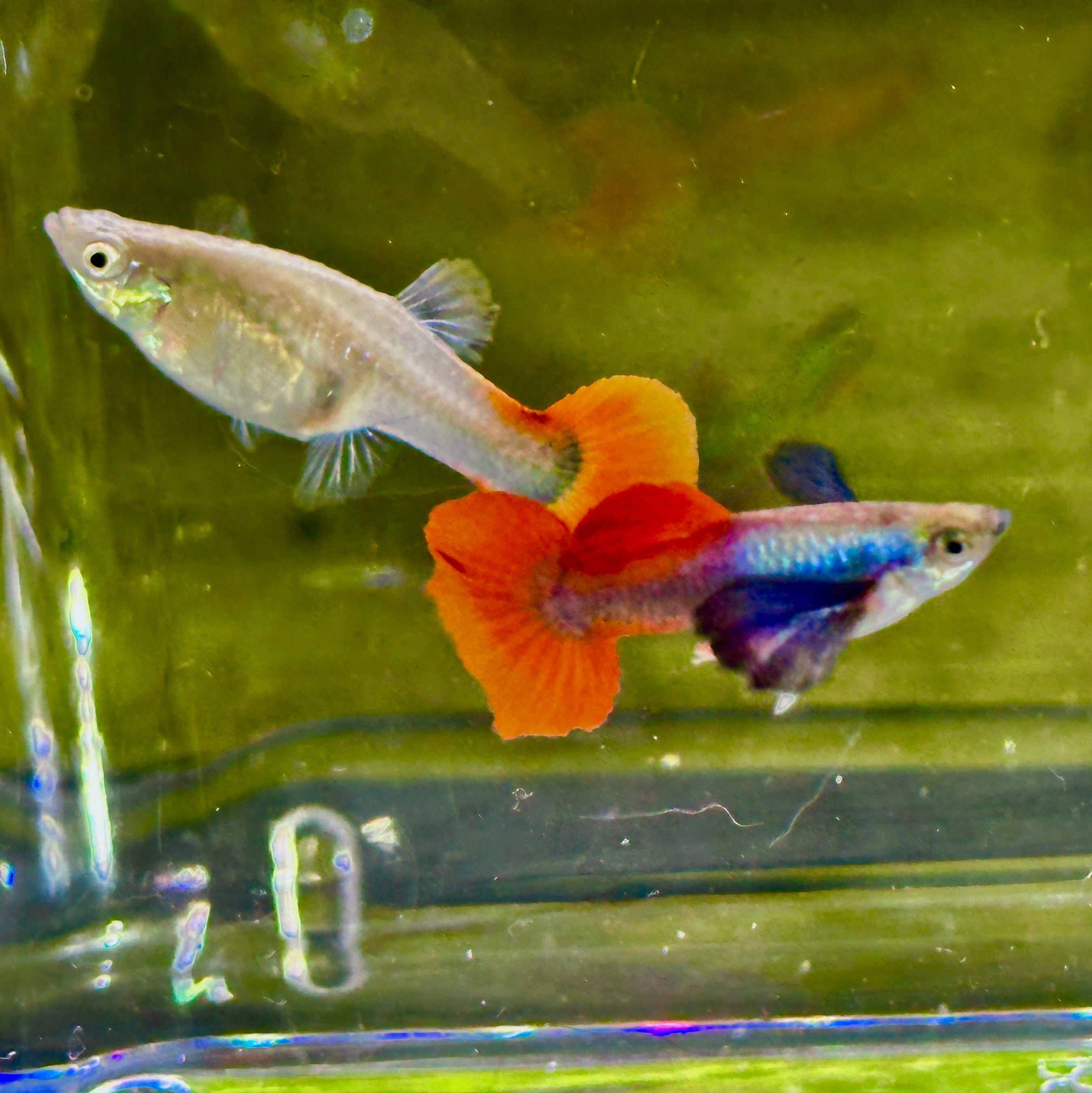 Premium Double Ear Red Tail Guppies