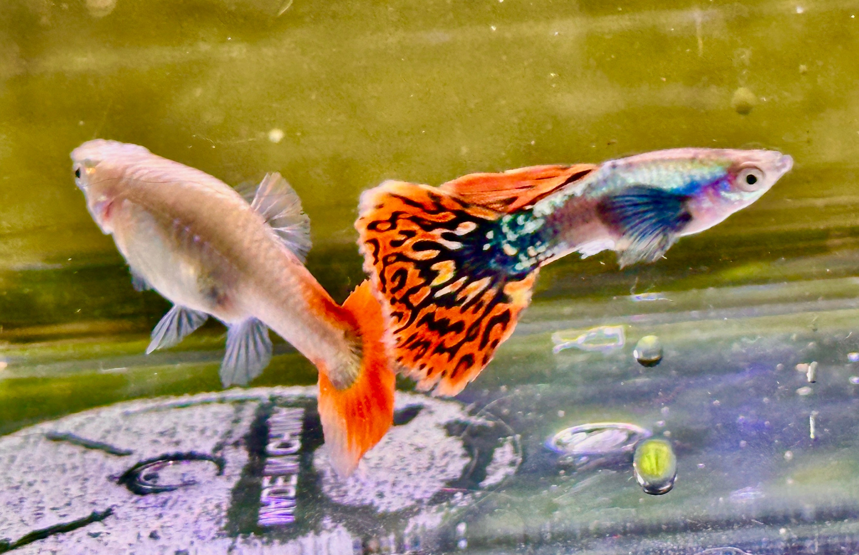 Premium Double Ear Red Mosaic Guppies