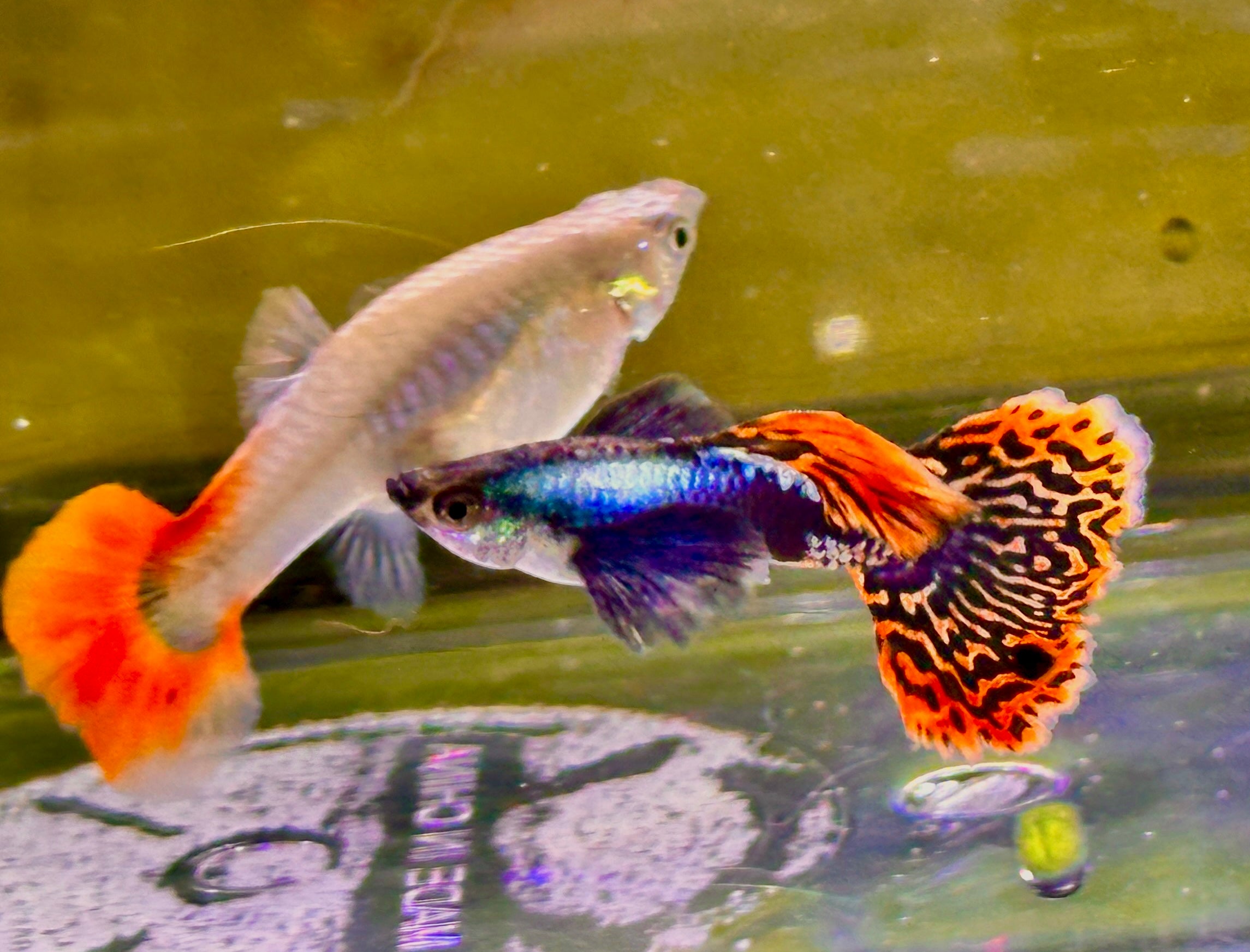 Premium Double Ear Red Mosaic Guppies