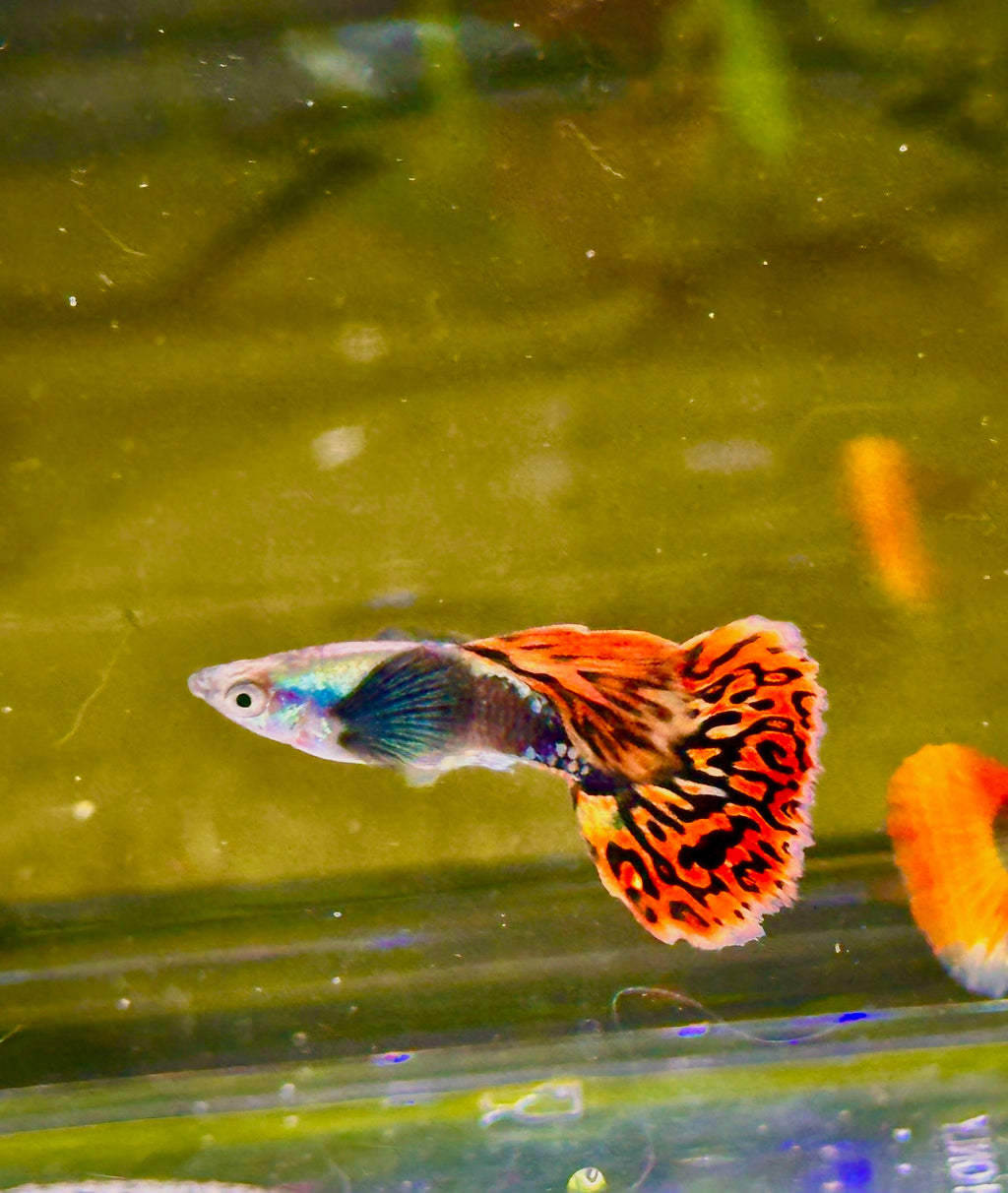 Premium Double Ear Red Mosaic Guppies