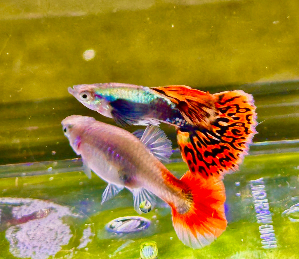 Premium Double Ear Red Mosaic Guppies