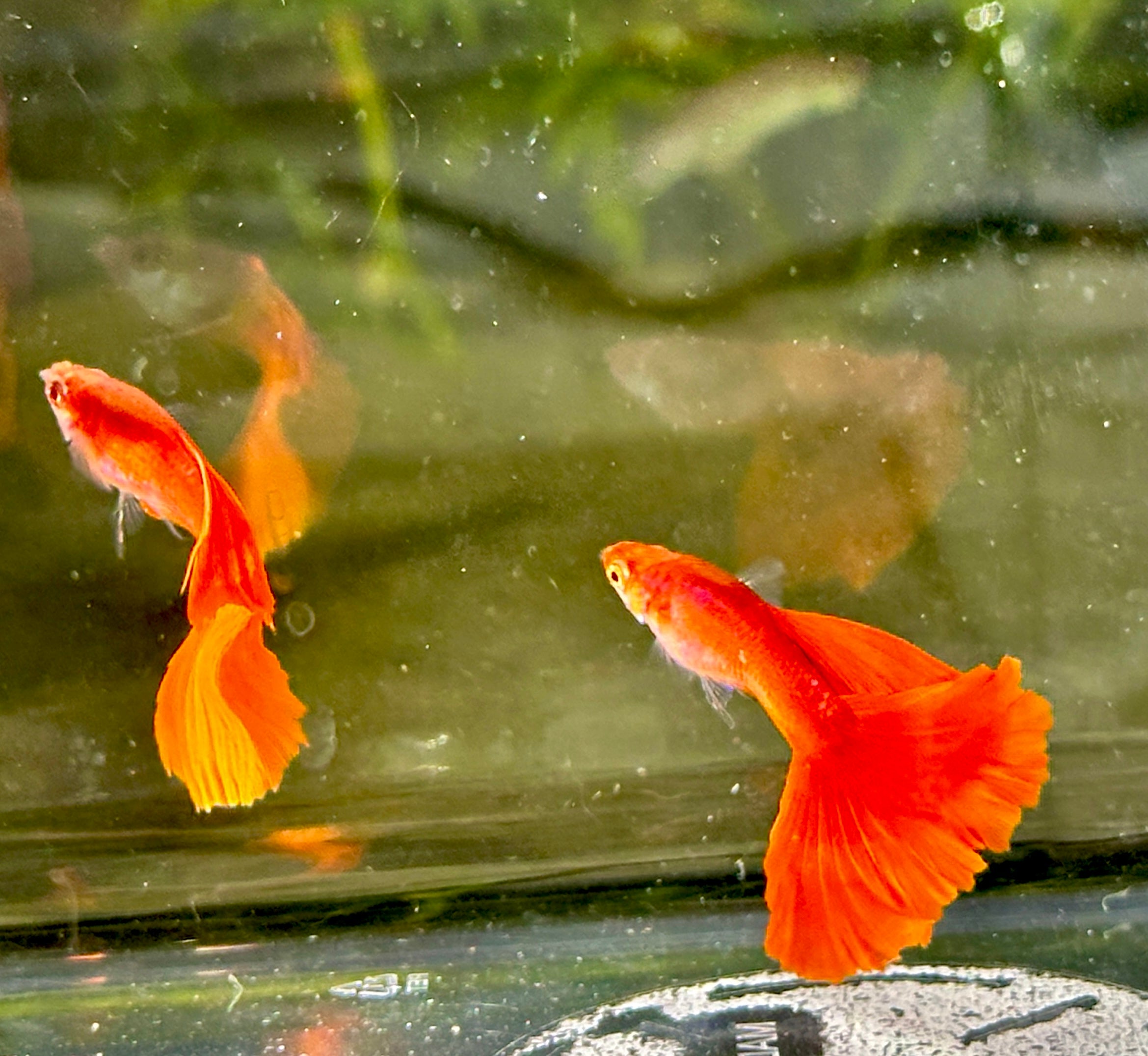 Premium Full Red High Fin Guppies