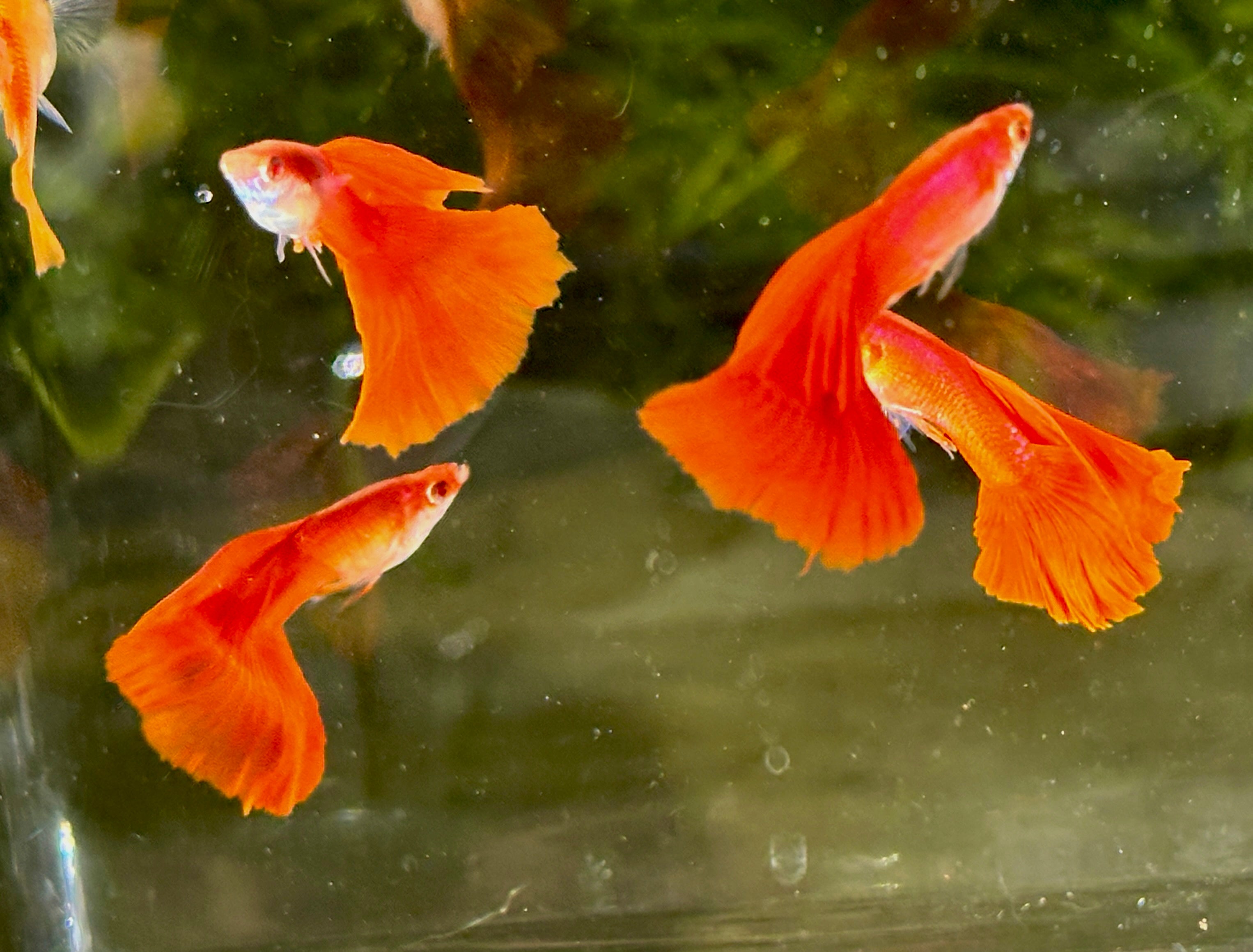 Premium Full Red High Fin Guppies