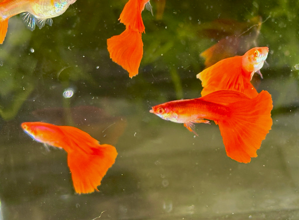 Premium Full Red High Fin Guppies