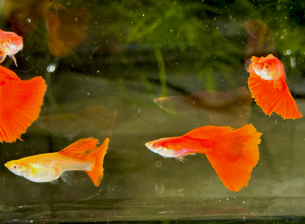 Premium Full Red High Fin Guppies