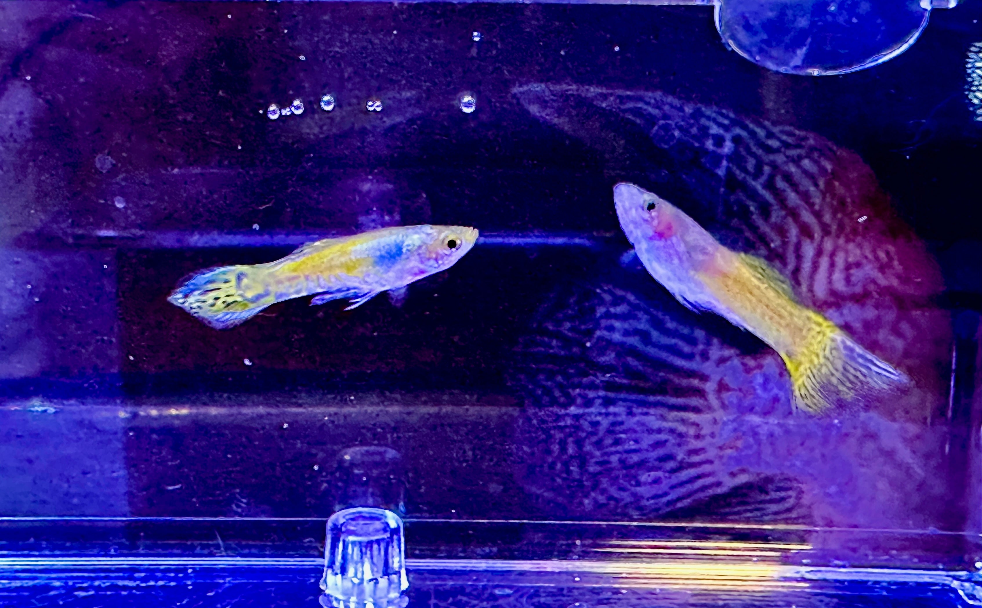 Super Gold Cobra Guppies