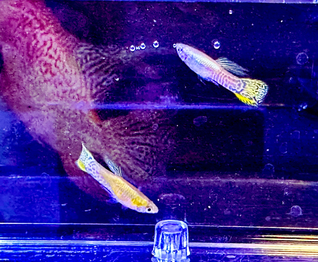 Super Gold Cobra Guppies