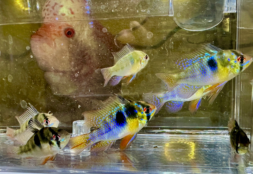 German Blue Ram Cichlids