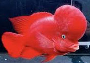 Red Monkey Flowerhorn