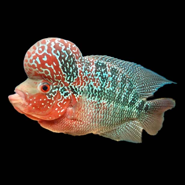 Fish-World–Rare Tropical Fish, Live Aquatic Plants & Aquarium Supplies