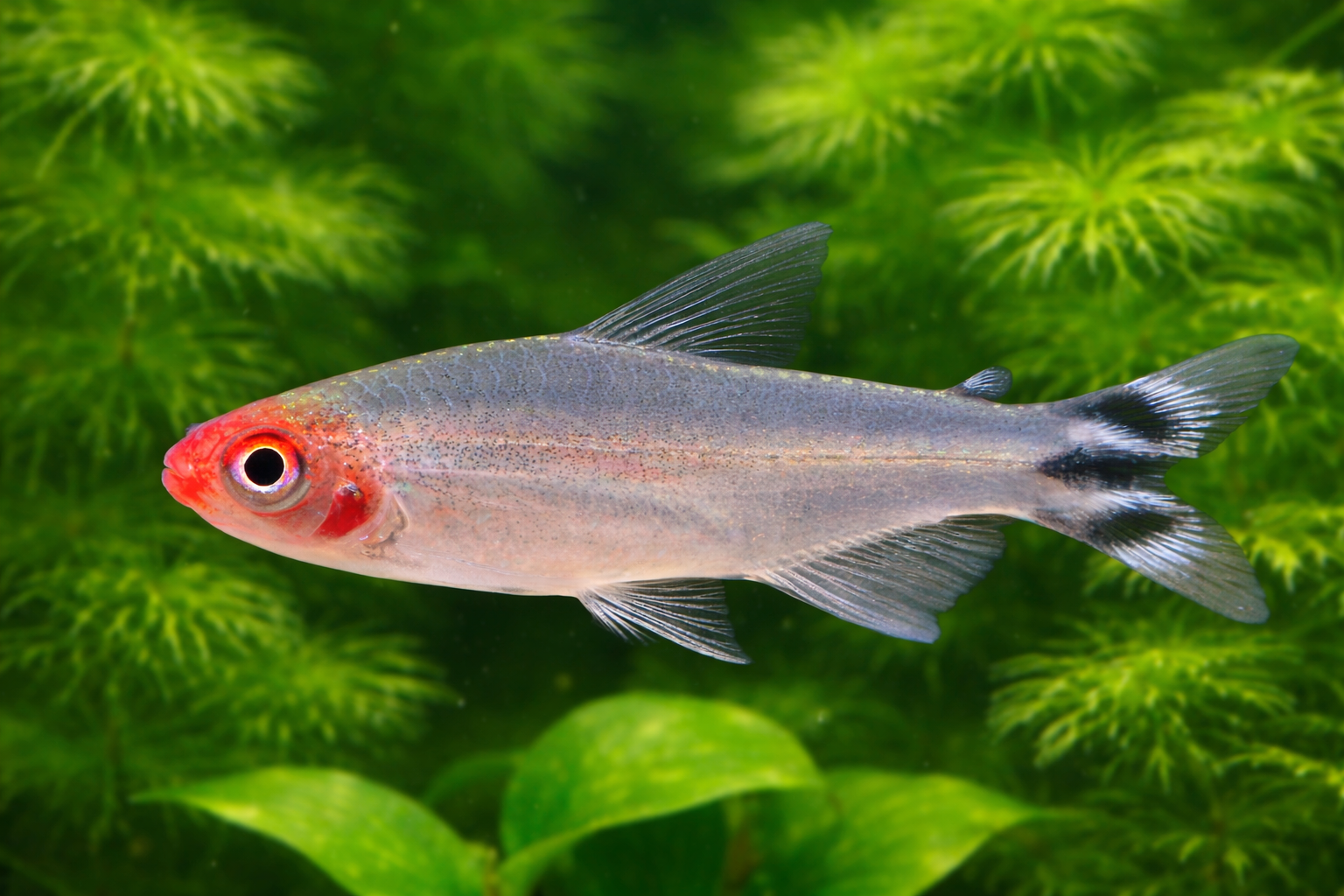 Rummy Nose Tetras