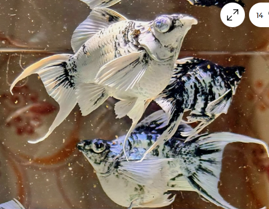 Platinum Dalmation Balloon Mollys