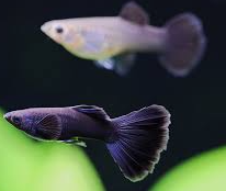 Black Moscow Guppy