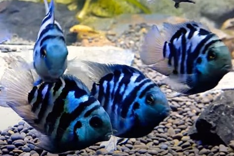 Electric Blue Convict Cichlid
