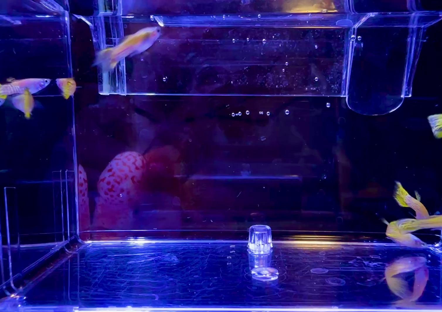 Super Gold Cobra Guppies