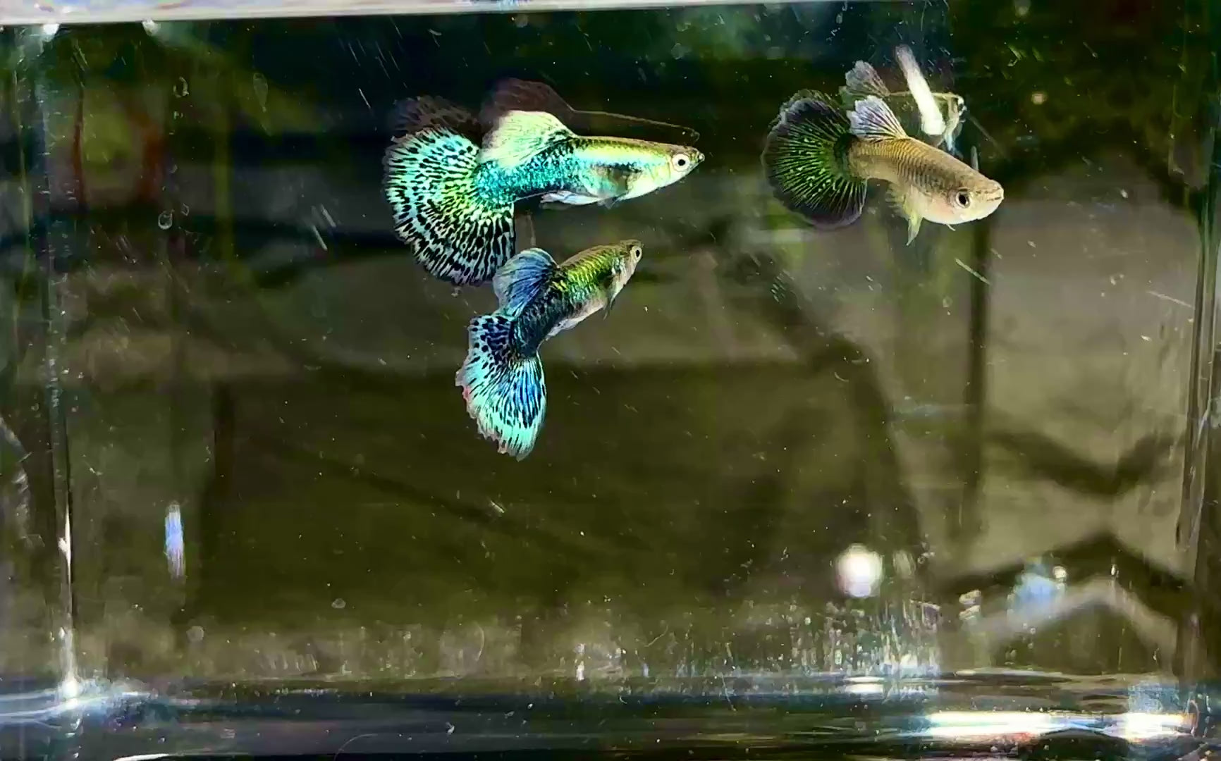 Deluxe Green Dragon Guppies