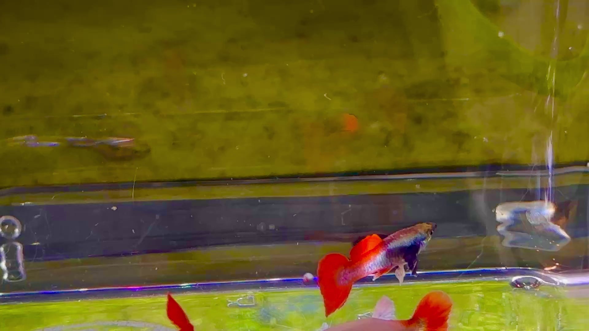 Premium Double Ear Red Tail Guppies