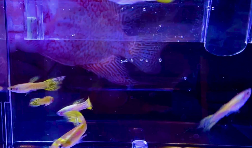 Super Gold Cobra Guppies