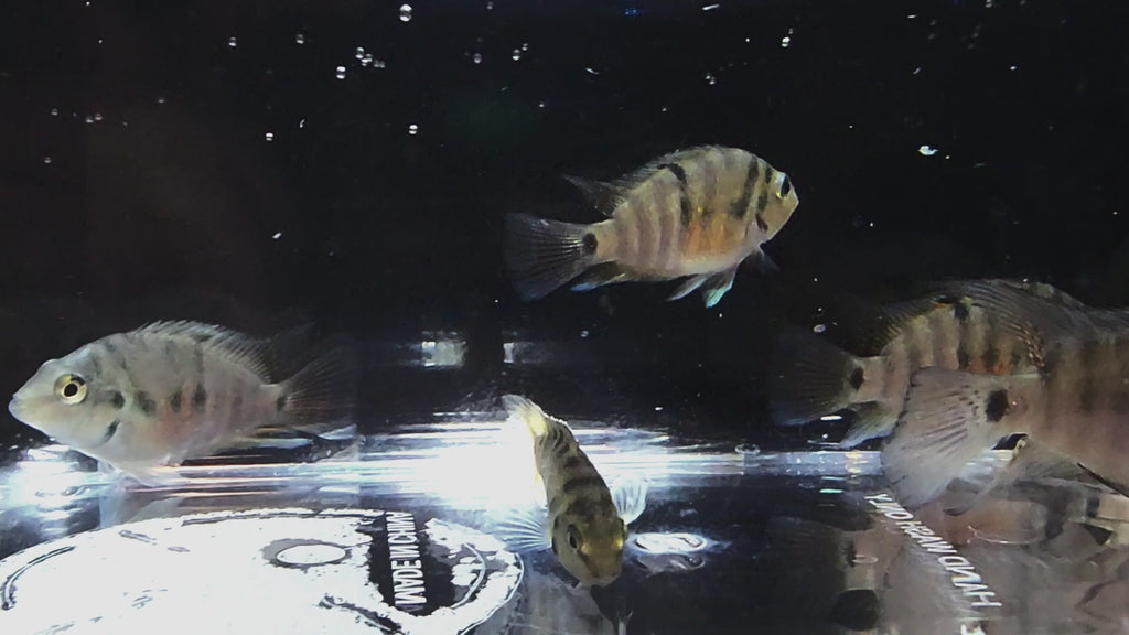 Honduran Redpoint Ciclids