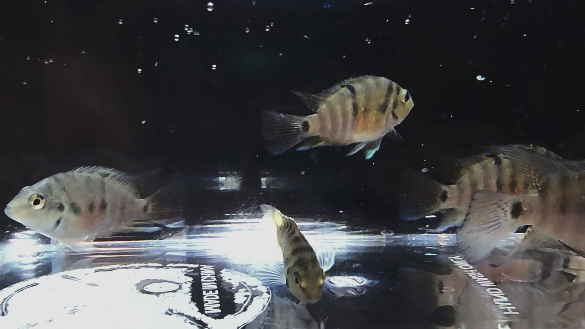 Honduran Redpoint Ciclids