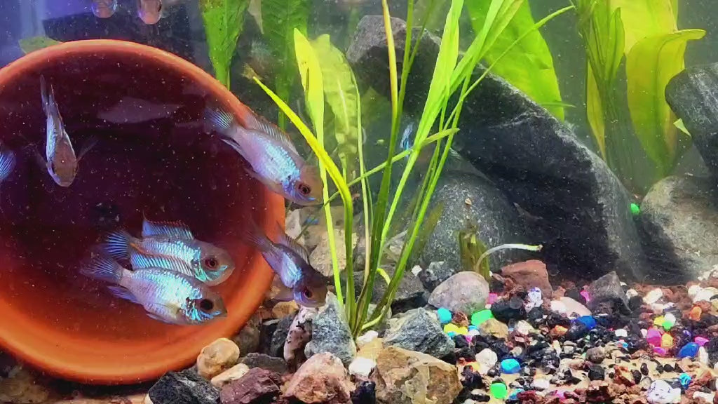 Blue Acara – iridescent blue-green cichlid freshwater fish – Fish-World