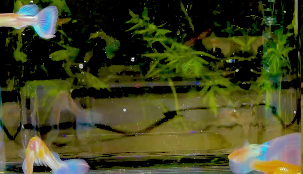 Albino Blue Tail Guppies