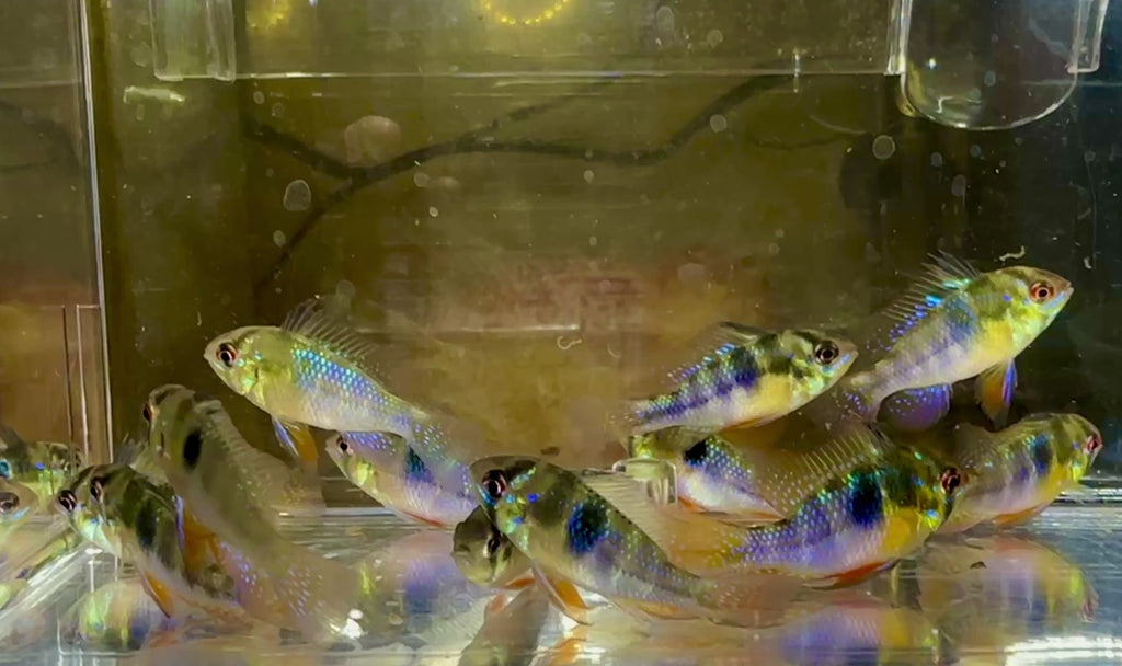 German Blue Ram Cichlids