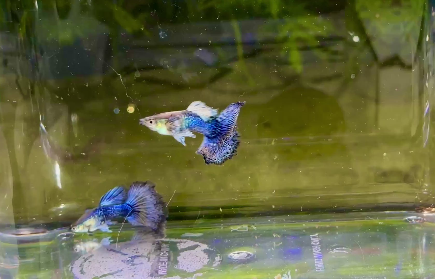 Premium Blue Dragon Guppies