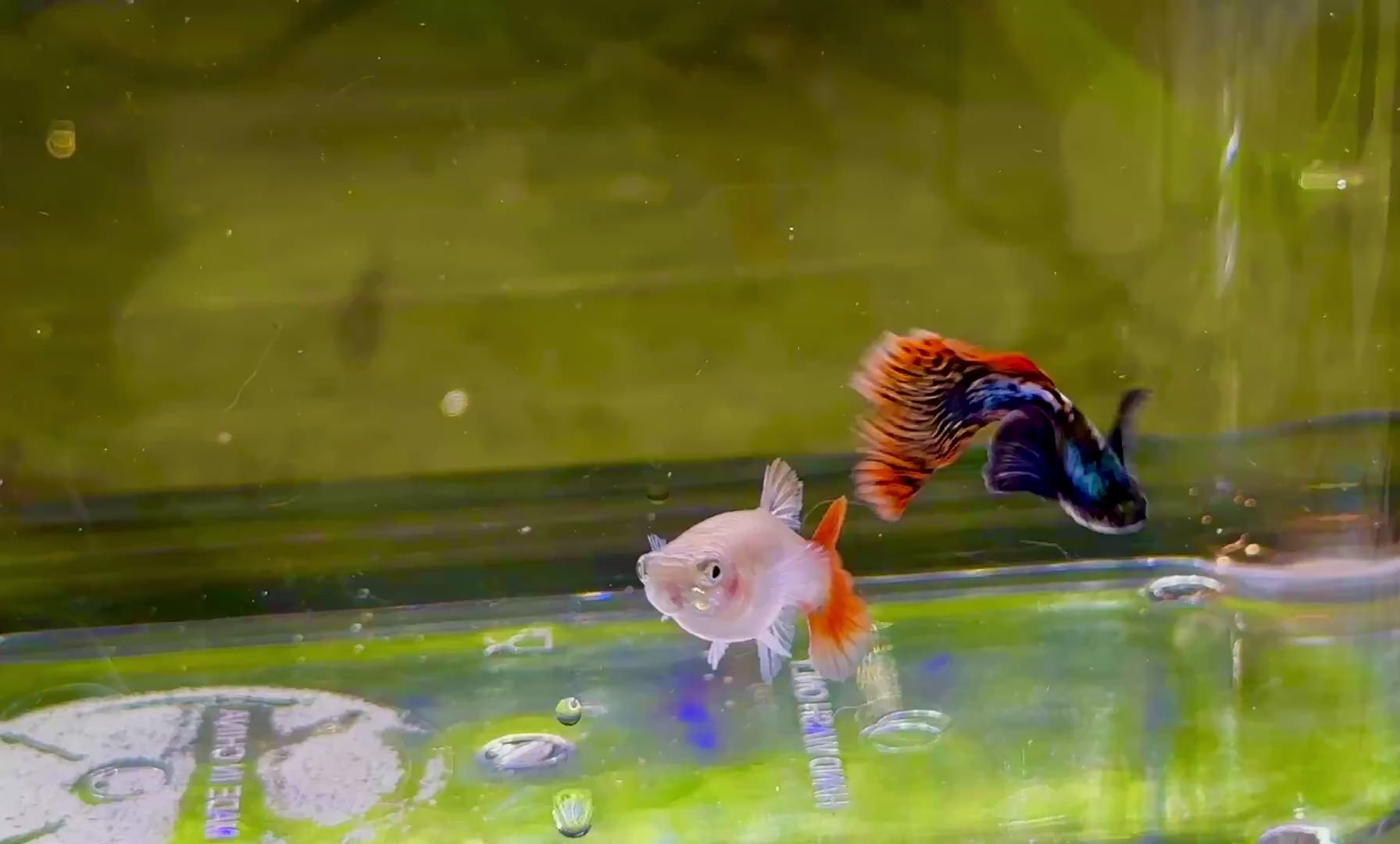 Premium Double Ear Red Mosaic Guppies
